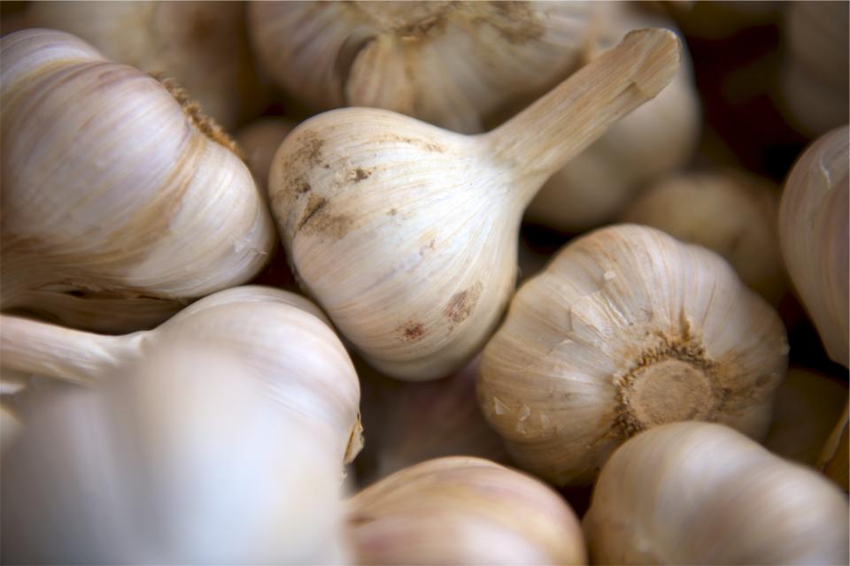 Aged Garlic vs Raw Garlic: Why Odorless Is Stronger