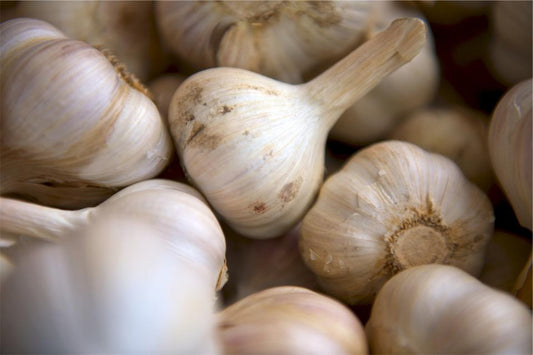 Aged Garlic vs Raw Garlic: Why Odorless Is Stronger