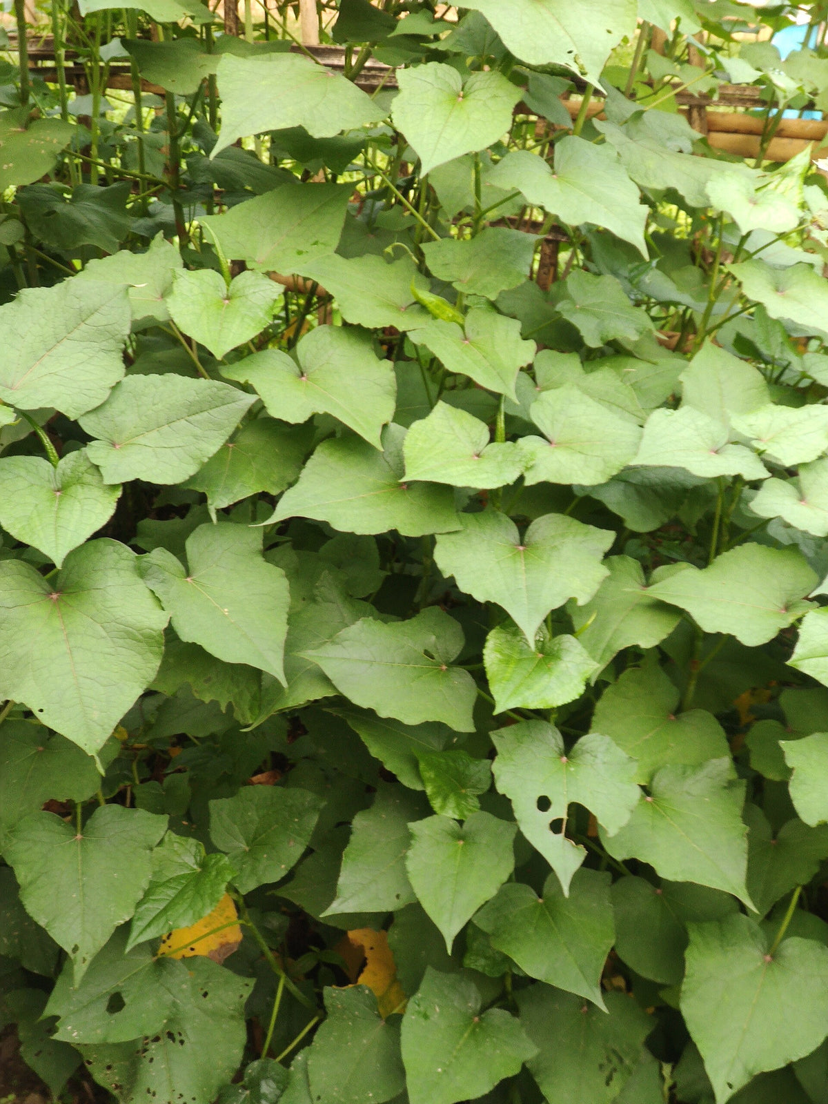 L-Methylfolate vs Folic Acid: The Real Difference