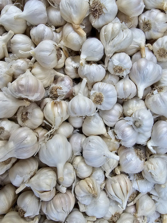 Aged Garlic Extract vs Raw Garlic: What Changes