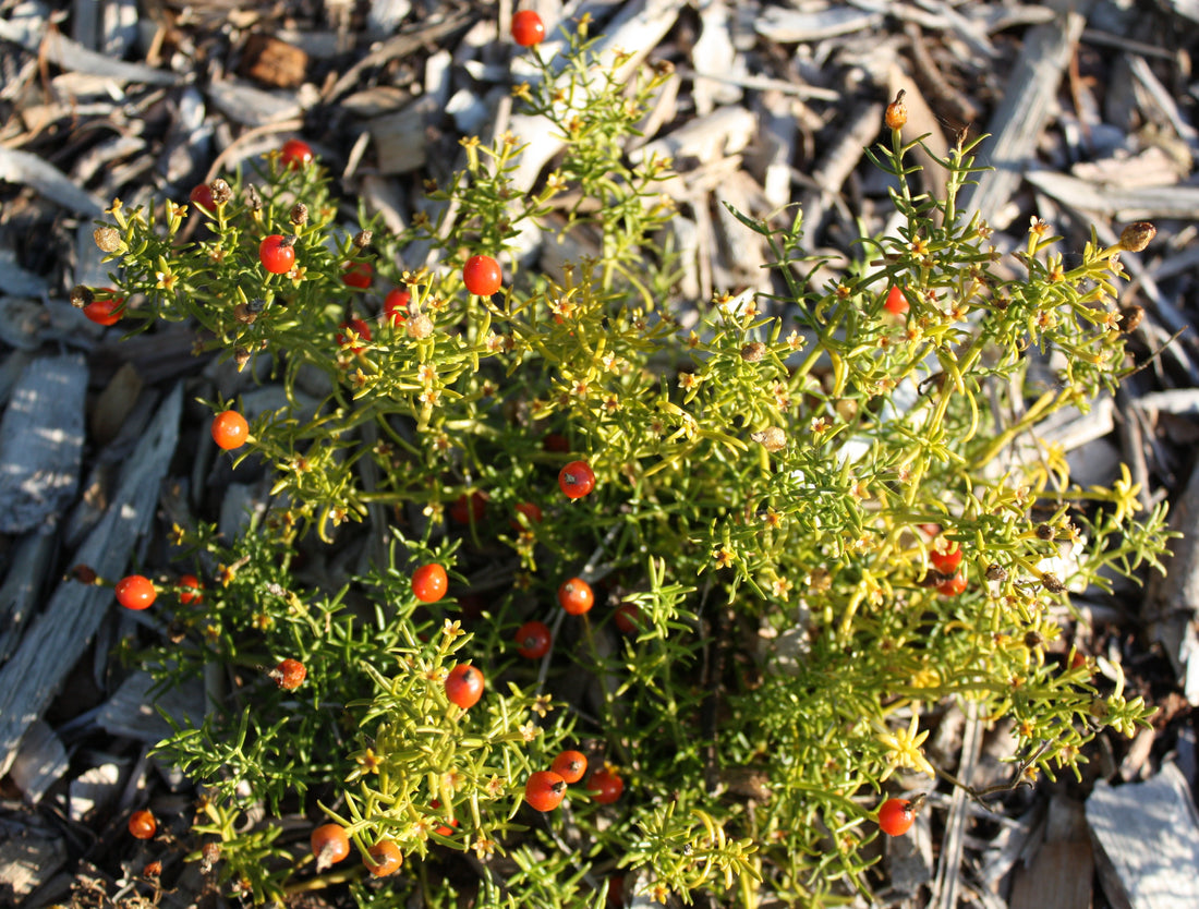 What's in a 17-Herb Daily Blend and Why It Works