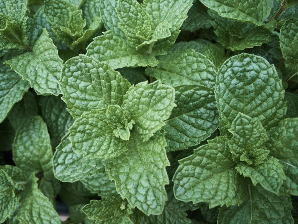 Bad Breath From the Inside: What's Really Behind It
