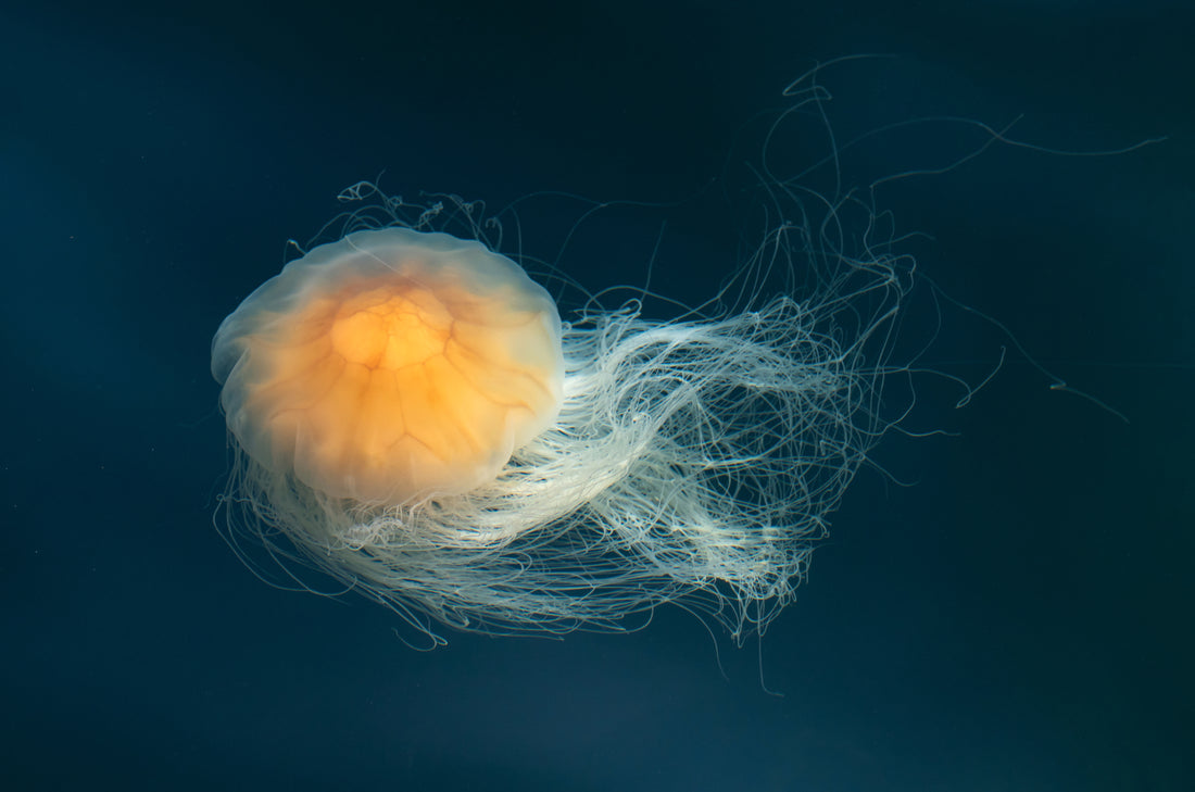 How Lion's Mane Supports Mental Clarity