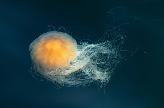 How Lion's Mane Mushrooms Support Mental Clarity