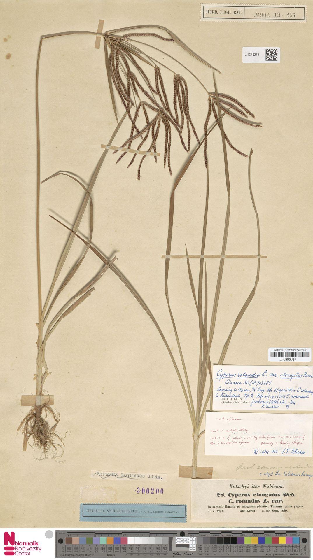 Cyperus Rotundus: The Wellness Plant You Haven't Heard Of