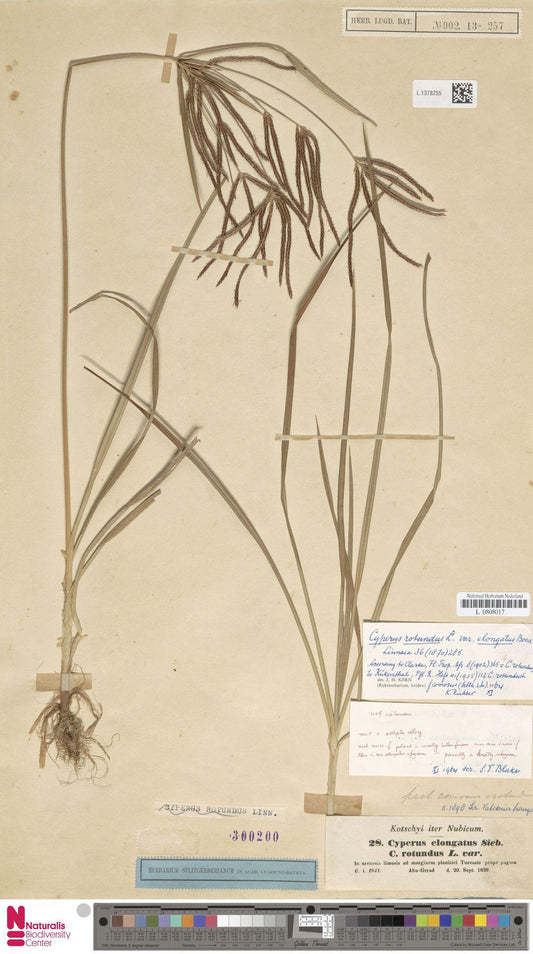 Cyperus Rotundus: The Wellness Plant You Haven't Heard Of