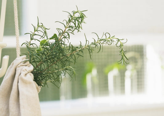 Rosemary for Hair Growth: Separating Fact From Fiction
