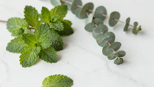 Fresh mint leaves and eucalyptus with water droplets on marble