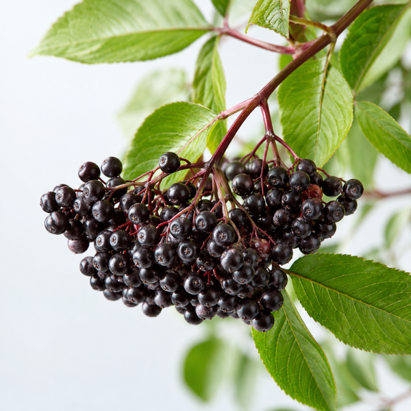 Elderberry Extract