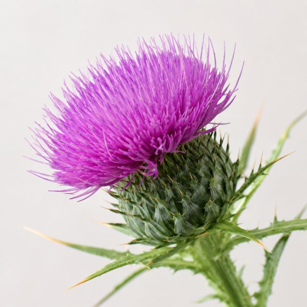 Milk Thistle Extract